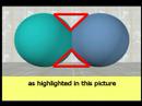 Human Evolution: The Human Body and ...