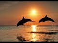 The beauty of Dolphins The beauty of Dolphins