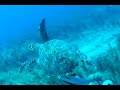 PESCA SUBMARINA EN MEXICO II