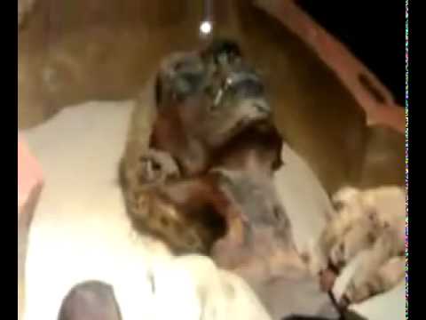 firon - www.PakVip.Com ,,feron.dead body of FIRON (islam)by Khan www.PakVip.Com.