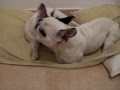 THE REAL LOVE....AMORES PERROS,,, LA VERDADERA AMISTAD DE MIS DOS BULLDOG FRANCES