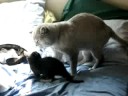 Gizmo Playing