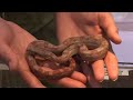 NARBC Anaheim - Collette Sutherland - The Snake Keeper