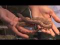 NARBC Anaheim - Collette Sutherland - The Snake Keeper