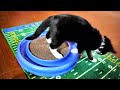 Tuxedo Kitten Cat Bergan Turbo Scratcher Cat Toy