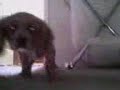 Little puppy harvey.3gp Little puppy harvey.3gp