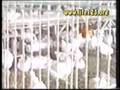 Pig Shout 生命的吶喊