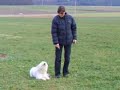 Hundetraining - Rolle durch Beine