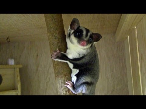how to love sugar glider