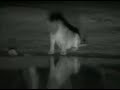 Lions Snarling at Cameraman at Pete\ Lions Snarling at Cameraman at Pete\