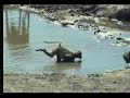 Baby Baboon Learning to Swim