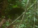 Another Sun Bear Again