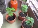 Ready to Re-pot