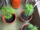 Ready to Re-pot