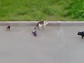 [動物]カラスが見守る中、激しいキャットファイトを繰り広げるネコ2匹。のサムネイル1