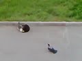 Crows vs Cat vs Cat Street Fight