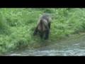 videos de Hungry Grizzly Bears