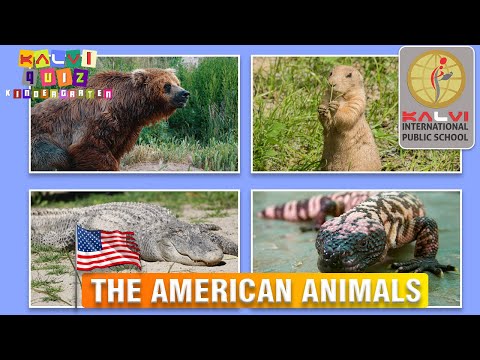 Kalvi Quiz Kindergarten - Episode 1- The American Animal