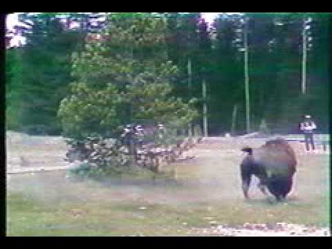 животное бизон