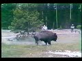 Bison Charges at Tourist