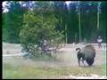 Bison Charges at Tourist - YouTube