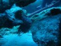 chasse sous marine corse