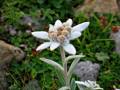 Edelweiss - videoclipul lui myriam_bozen