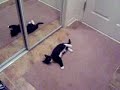 LOL! Kitten Attacks Mirror