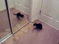 LOL!  Kitten Attacks Mirror