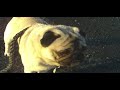 PUG ON THE BEACH PUG ON THE BEACH