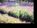 videos de Butterflys At The Arboretum