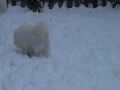 kiraleea japanese spitz