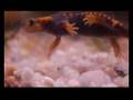 Tylototriton Verrucosus (Himalayan Cocrodile Salamander)
