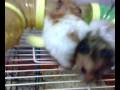 Snatchin Apple Between my 2 Hamsters~  Part 1.mp4