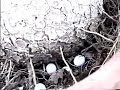 Dylan Finds Lizard Eggs Dylan Finds Lizard Eggs