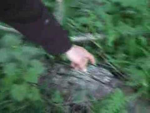 edible wild stinging nettle permaculture
