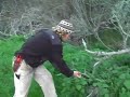 edible wild stinging nettle permaculture