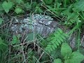 edible wild stinging nettle permaculture