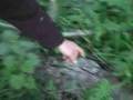 edible wild stinging nettle permaculture
