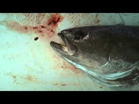 White seabass #1