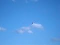 Super Decathlon Bellanca Citabria An�polis GO ueg daia