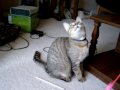 videos de Isis and Sephiroth play/bird watching time
