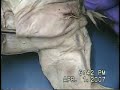 Cat Dissection Shoulder Muscles