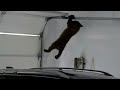 Smarter than your average bear Animals seem to be getting smarter, and the mother of this baby bear is no exception. The cub found itself trapped in a Lake Tahoe, Calif., garage, but luckily its cries for help were heard, and it was all caught on video. Some commenters were skeptical as to whether the adult bear really opened the garage door. But dont worry, the baby bear has its own trick up its sleeve.