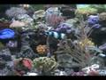 Acuario Marino Arrecifes