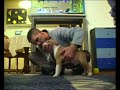 American Staffordshire terrier iron amstaff