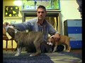 American Staffordshire terrier iron amstaff American Staffordshire terrier iron amstaff
