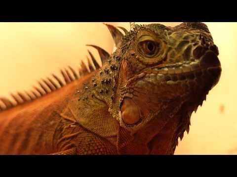 how to treat iguana bite
