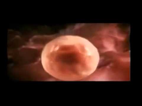 how to fertilize baby