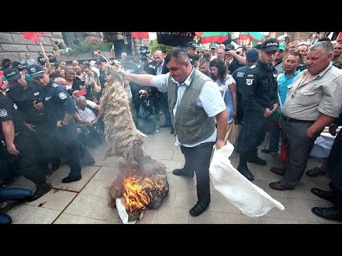 Bulgarien: Landwirte protestieren gegen Massenkeulung ...